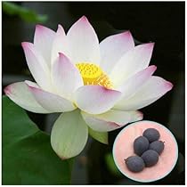 Amazon.co.jp: ミニハスの種 茶碗蓮 ハスの種 屋内外植付け可能